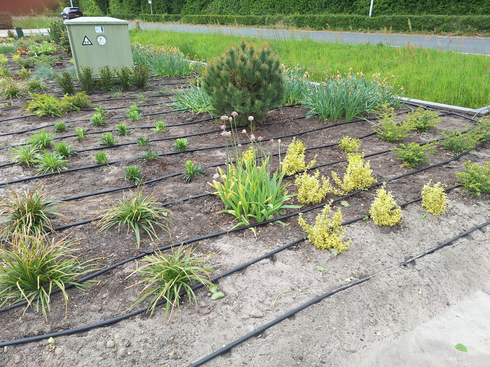 Groene tuin met hagen en beplanting